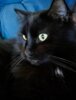 Meldung: Kater Max und Co