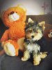 Vorschaubild der Meldung: Noch immer kein Lebenszeichen von Yorkshire Terrier Paul - Der Hund wurde am 16. Dezember 2024 vor dem EDEKA-Markt Misigaiski in der August-Bebel-Straße gestohlen