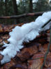 Meldung: Ein Winterwunder im Wald: Haar-Eis gesichtet!