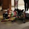 Meldung: Weihnachtsgottesdienst 20204