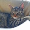 Meldung: Kater Flo