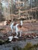 Meldung: Achtung Hundehalter - Neue Hundehalterverordnung im Land Brandenburg