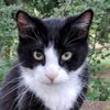 Meldung: Abschied von Kater Sammy