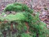 Meldung: Die Welt der Moose - Wanderung in den Fröruper Bergen