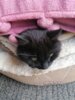 Meldung: Schwarze Katze