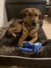 Meldung: Roxy's erste Nacht im neuen Zuhause