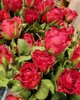 Meldung: Valentinstagsrosenaktion der SMV: Eine schöne Geste der Wertschätzung