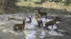 Vorschaubild der Meldung: 20. Ökofilmtour zu Gast in der Stadtbibliothek BONA: „Die geheime Welt der Tiere – Zwischen    Wasser und Wald“