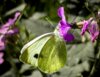 Meldung: Biodiversitätskonzept für Treptow-Köpenick