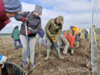 Meldung: Bölzke bekommt den ersten Klimawald in der Prignitz