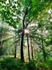 Meldung: Einladung zum Waldspaziergang am 6. April 2025