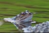 Meldung: Froschraub in der Oberen Treenelandschaft