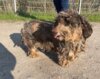 Meldung: Fundhund 18334 Dammerstorf