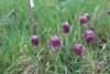 Meldung: Schachbrettblumen gezählt