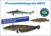 Meldung: Fisch des Jahres 2026 gesucht - Pressemitteilung des DAFV