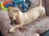 Meldung: Hier ist Barney
