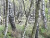 Meldung: 24.05.25 Serbske drogowanje w Luboraskej góli wokoło Małych Libic/Wanderung in der Lieberoser Heide bei Klein Liebitz