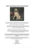 Meldung: Hund "Benny" sucht ein neues Zuhause