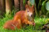 Vorschaubild der Meldung: Trockene Frühlingstage – Hilfe für Eichhörnchen, Vögel und viele andere Tiere im Garten