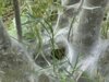 Vorschaubild der Meldung: Gespinstmotten am Ommersheimer Weiher: Spaziergänger sind ratlos