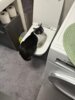 Meldung: Ein Miau von Lilli
