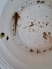 Abenteuer am Orbbach - Orber Füchse unterwegs mit der Wasserforscherkiste