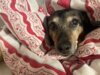 Meldung: Lena (Peggy) grüßt die Hunde im Tierheim