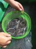 Meldung: Aalbesatz – sind Angler auf mehr Beute aus?