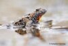 Rotbauchunke_Sebastian Hennigs