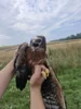 Meldung: Beringung der Wiesenweihe