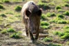 Meldung: Afrikanische Schweinepest: Landkreis erlässt Allgemeinverfügungen