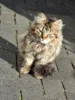 Meldung: Fundkatze sucht ihr Zuhause - Information des Ordnungsamtes