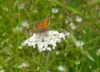 Meldung: Mach mit beim BioBlitz 2026
