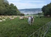 Meldung: Herdenschutzförderung braucht mehr Praxisnähe