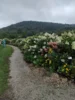 Vorschaubild der Meldung: Hortensienpark Erbsmühle