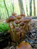 Meldung: Staunen statt sammeln: Pilze im Naturschutzgebiet bitte stehen lassen