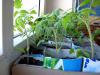 Meldung: Unsere Tomatenpflanzen in der Kita Heinersdorf