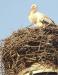 Terminbewusster Weißstorch fliegt in Frankena ein