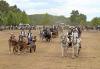 Meldung: Mehr als 1500 Pferdefreunde zog es zum Reiterfest nach Oschätzchen