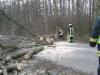 Meldung: Baum auf Straße, OV Platzfelde - Prötzel
