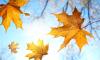 Foto zu Meldung: Der Herbst ist da...
