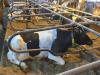 Meldung: Kuh Stella mit 150.000 kg Milch