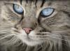Foto zu Meldung: 1. Hilfe Kurs für Katzen & Katzenverhalten/ Medical Training
