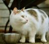 Foto zu Meldung: 30.05.2018 SEMINAR: Das 1 x 1 der Katzenernährung
