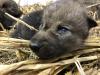 Vorschaubild der News: Wolfsnachwuchs im Perleberger Tierpark