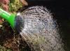 Vorschaubild der News: Bäume im öffentlichen Raum brauchen dringend Wasser I Aufruf an alle zur Unterstützung beim Wässern