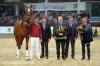 Vorschaubild der News: Schaufenster der Besten: Siegerhengste von Quaterback und Hickstead White