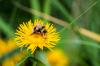 Vorschaubild der Meldung: Keine Neonicotinoid-Insektizide oder Glyphosat mehr auf Gemeinde-Flächen