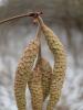 Vorschaubild der Meldung: Was blüht im Februar in Nauheim – der Haselstrauch (Corylus avellana)