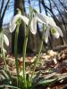Vorschaubild der Meldung: Was blüht im März in Nauheim – das Schneeglöckchen (Galanthus spec.)